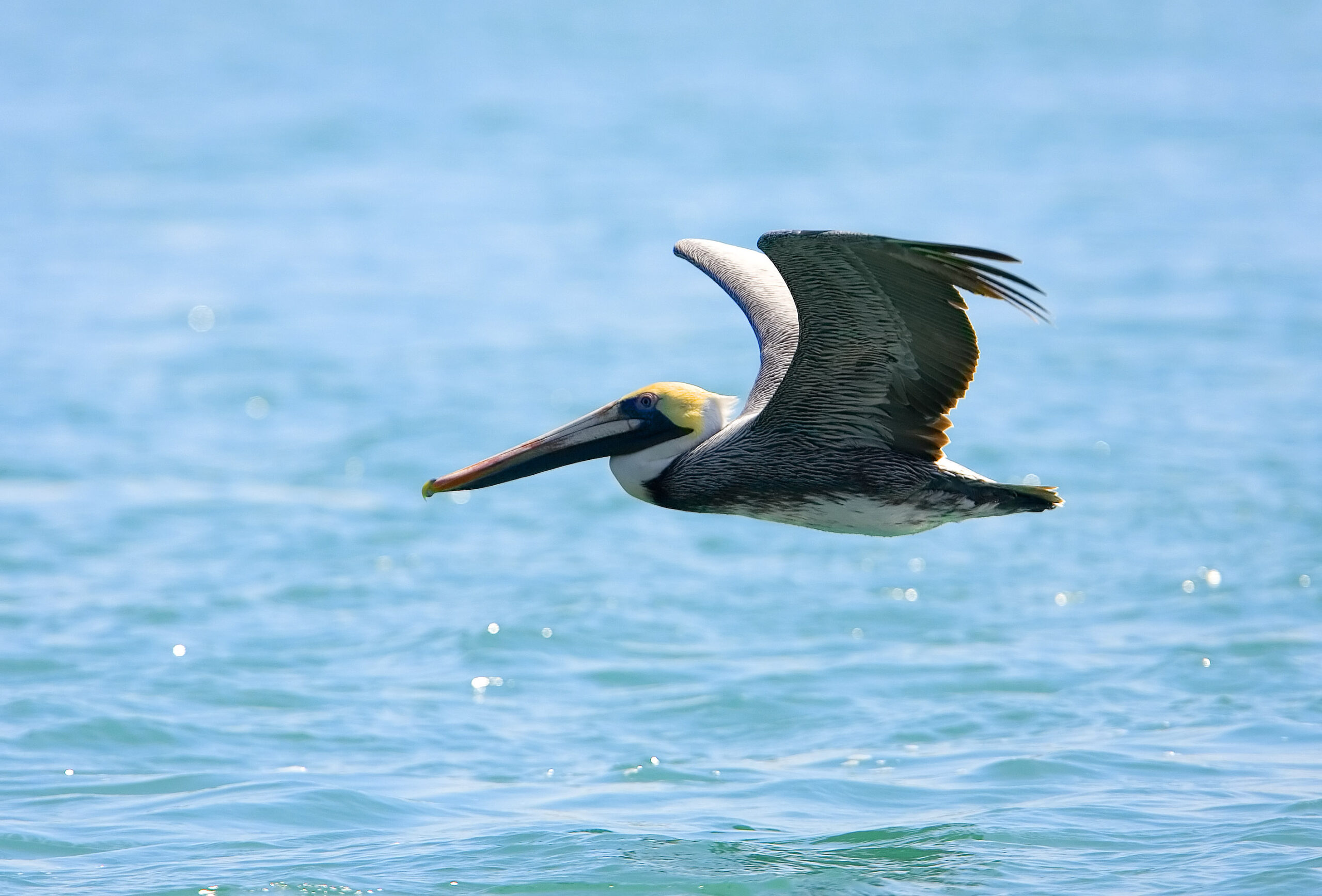 Looking Up: The Big Benefits Of Birding At Your St. Petersburg Assisted Living Facility